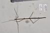 CollectionObject 1597526; 97a4e706-f278-43b8-8393-bbef818ca3df, QIMR T250927: copyright QM. male, dorsal view (holotype). (CollectionObject).