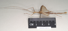 CollectionObject 1560811; 37433f9c-8556-43cf-a296-dde0d4ef6a92: copyright Natural History Museum, London. male, lateral view of Phasma maculatum (holotype). (CollectionObject).