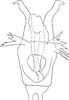 Aedeagus, ventral view: Aedeagus, dorsal view (holotype). (Observation).