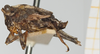 CollectionObject 1518027; 3b6205f0-fc62-4ee1-8498-a30b71828eda, NHMUK10924450: male, lateral view (holotype). (CollectionObject).
