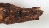 CollectionObject 1561349; cf80abfd-d8b1-4d7d-8b35-996b3b8dea81: copyright MHNG, Geneva. female: end of abdomen, ventral view (holotype). (CollectionObject).