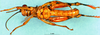 CollectionObject 1503820; a4c66e6b-e0bc-49b4-8b3e-120d09fa6fad: male, ventral view (holotype). (CollectionObject).