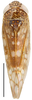 Habitus, dorsal view: Neoaliturus carbonarius, dorsal habitus (INHS). (Observation).