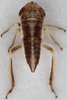 Nymph: !! display not done !! on Doratura stylata (Boheman, 1847): from Greece, Tessalia; dorsal view. (Observation).