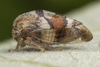 Live specimen on Cyrtolobus gramatanus Woodruff, 1924: (Observation).