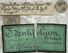 CollectionObject 1539755; 85d4f53b-932b-4749-81ab-fa6810d7e977: labels (allotype?). (CollectionObject).