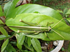 FieldOccurrence 126; b6324ede-d69d-4b45-93c5-a00938a44aa3; United Republic of Tanzania: Tanga
Kilulu Hill coastal forest remain Mkinga District, 2024/01/15: male, dorsal view. (FieldOccurrence).