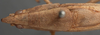 CollectionObject 1505645; b6edbaae-f74e-466a-9448-15e922ec5835: male, dorsal view (syntype). (CollectionObject).