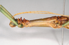 CollectionObject 1562191; NHMUK(SF IMPORT DUPLICATE) 844970, 404bd9bf-be29-46ea-89de-b187a3d1d6d1: copyright Natural History Museum, London. male: head and thorax, lateral view (holotype). (CollectionObject).