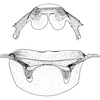 Abdomen, sternal apodemes, ventral view: !! display not done !! on Macrosteles sexnotatus (Fallén, 1806): Abdomen, sternal apodemes, ventral view (male). (Observation).