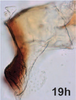Anal tube processes on Bretega furciverpa Stiller, 2017: Anal tube process. (Observation).