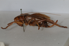 CollectionObject 1505581; b3e6116d-3f53-4a8f-9c00-4a7bebb5c046: female, lateral view (holotype). (CollectionObject).