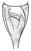 Amblycorypha floridana Rehn & Hebard, 1905: Pl. XII, Fig. 42 (specimen from Florida). stridulatory area of male. (Otu).