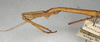 CollectionObject 1557757; 11cbf237-f501-426b-980f-93ea558d0337: copyright NMW, Vienna. female: head and thorax, lateral view (syntype). (CollectionObject).;CollectionObject 1557758; 76fe8e28-38d1-40c9-893d-8c7395fa3858: copyright NMW, Vienna. female: head and thorax, lateral view (syntype). (CollectionObject).;CollectionObject 1557759; ab2c6d27-eee0-44a7-a9ca-ff9d248f36e1: copyright NMW, Vienna. female: head and thorax, lateral view (syntype). (CollectionObject).