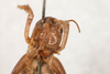 CollectionObject 1475002; 0c7dc88e-84d3-455e-a200-7f087d2be611: female, anterior view (syntype). (CollectionObject).