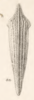 Habitus, dorsal view: !! display not done !! on Polyglypta aguae Fowler, 1895: (Observation).