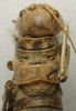 CollectionObject 1535965; b8ab2f38-55d4-41ee-a95c-f8408aac73e9: female pronotum, dorsal view (paralectotype). (CollectionObject).