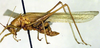CollectionObject 1500351; de943730-1b82-4fdf-802f-881ad64a514d, DORSA BTamymutS01: female, lateral view (holotype). (CollectionObject).