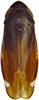 Habitus, dorsal view: !! display not done !! on Mukaria penthimioides Distant, 1908: Habitus, male, dorsal view. (Observation).