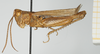 CollectionObject 1581310; ed1023fd-61dc-4eff-aade-5178bf404a7a, NHMUK10924580: male, lateral view. (CollectionObject).