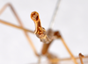 CollectionObject 1559355; 0193261d-2bb4-4e99-8f68-b498bec60f92: copyright ZMHB, Berlin. male: end of abdomen, view from above (holotype). (CollectionObject).