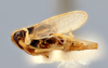 Habitus, lateral view on Elachodelphax (Aschedelphax) hochae (Wilson, 1992): (Observation).