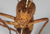 CollectionObject 2203496; ab6aa4a4-e54e-438e-983b-e09d6cf68836: Male, anterior view (syntype). (CollectionObject).
