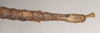 CollectionObject 1557795; 100b88d9-3229-4ab9-9131-66b329bce742: copyright Natural History Museum, London. female: end of abdomen, ventral view (syntype). (CollectionObject).;CollectionObject 1557796; f9be8530-ce59-427d-bea8-331143cb9c86: copyright Natural History Museum, London. female: end of abdomen, ventral view (syntype). (CollectionObject).