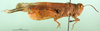 male, lateral view (holotype of Thalpomena libyana). Depicts CollectionObject 1501446; ddf75f91-5011-45da-a034-17a1c967e586, a CollectionObject.