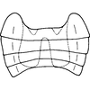 Abdomen, sternal apodemes, ventral view on Farynala palina Chiang, Hsu & Knight, 1989: Abdomen, sternal apodemes, ventral view. (Observation).