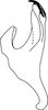 Aedeagus, lateral view on Bonaspeia rosea (Naudé, 1926): Aedeagus, lateral view. (Observation).