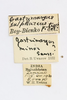 CollectionObject 1591325; a27f281f-90dc-431b-a5d1-31022989c569: labels (paratype). (CollectionObject).