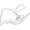 Pygofer, lateral view on Drabescus sirunkensis Evans, 1972: Pygofer, lateral view (holotype). (Observation).