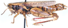 Cryptocatantops debilis (Krauss, 1901): as Catantops debilis. female, lateral view. (Otu).