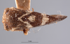 Habitus, dorsal view: !! display not done !! on Cyrtolobus acutus Van Duzee, 1908: (Observation).