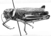 CollectionObject 1521484; e6009b90-1026-4d56-ad46-6ead370efb8e: Image, C.S. Carbonell. female, lateral view (holotype). (CollectionObject).