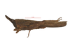 CollectionObject 1597675; 873c70c0-fbb6-4671-862c-2030b0e2f14f, Depo SF.DepoID 3491, NRC-AA-4180: female, lateral view (holotype). (CollectionObject).