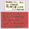 CollectionObject 1499617; 0e103b3a-2e9b-43e3-94f3-ec04a29ce423: labels (allotype). (CollectionObject).