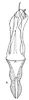Connective: !! display not done !! on Caphodus maculatus Oman, 1938: aedeagus/connective, ventrally. (Observation).