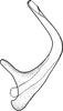 Aedeagus, lateral view on Brazosa campinacu Pinedo-Escatel & Dietrich, 2020: (Observation).