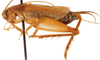 Adenophallusia naiguatana Mello & de Camargo E Mello, 1996: male, lateral view (paratype). (Otu).