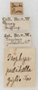 labels. Depicts CollectionObject 1532993; f078afcd-0e8c-4a12-993e-e8bcd5278a3c, a CollectionObject.