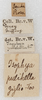 CollectionObject 1532993; f078afcd-0e8c-4a12-993e-e8bcd5278a3c: labels. (CollectionObject).