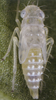 Habitus, lateral view on Eupteryx (Eupteryx) lelievrei (Lethierry, 1874): Nymph (N5). (Observation).