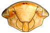 Head: Selenocephalus planus, face (INHS). (Observation).