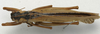 CollectionObject 1535098; 40ff5075-b72a-4d43-877d-58701b308f2b: male, dorsal view (syntype). (CollectionObject).