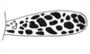 Episomacris tarsata Carbonell & Descamps, 1978: Fig. 57. tegmen. (Otu).