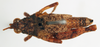 CollectionObject 1572720; f0b324d1-90f9-485a-8cbf-895d8129c703: male, dorsal view (paratype of Ommexecha liaspis). (CollectionObject).