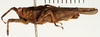 CollectionObject 1529907; 175a964a-e42d-4db2-8d38-37ede83e8d9d: female, lateral view (holotype). (CollectionObject).