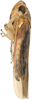 Habitus, lateral view on Arboridia (Arboridia) huajiangensis Jiang, Luo & Song, 2021: (Observation).